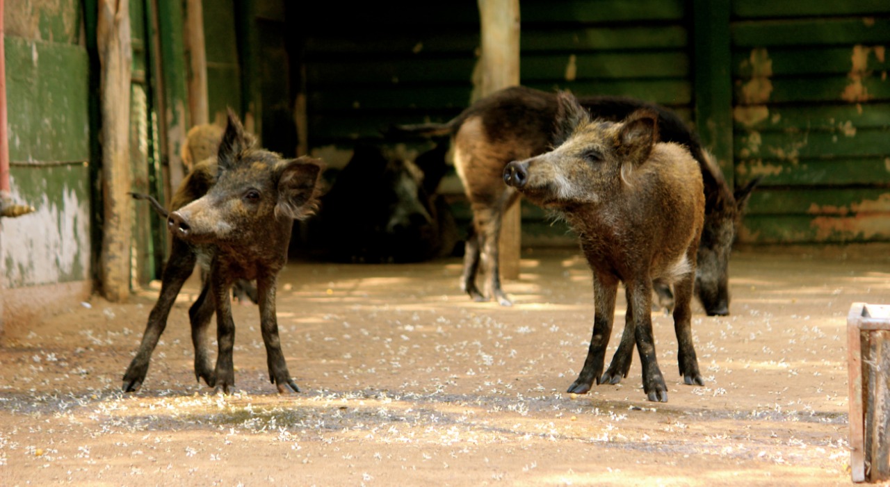 Joyville Animal Farm Accommodations