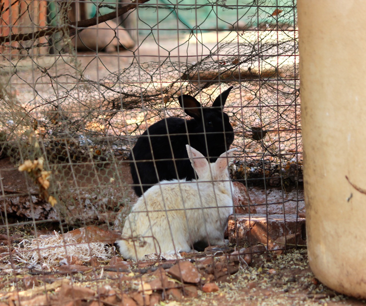 Joyville Animal Farm Accommodations