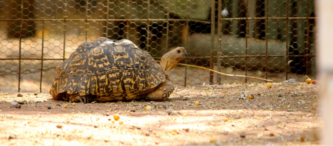 Joyville Animal Farm Accommodations